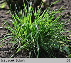 Agropyron cristatum ssp. pectinatum (perzyk grzebieniasty zgrzebłowaty)