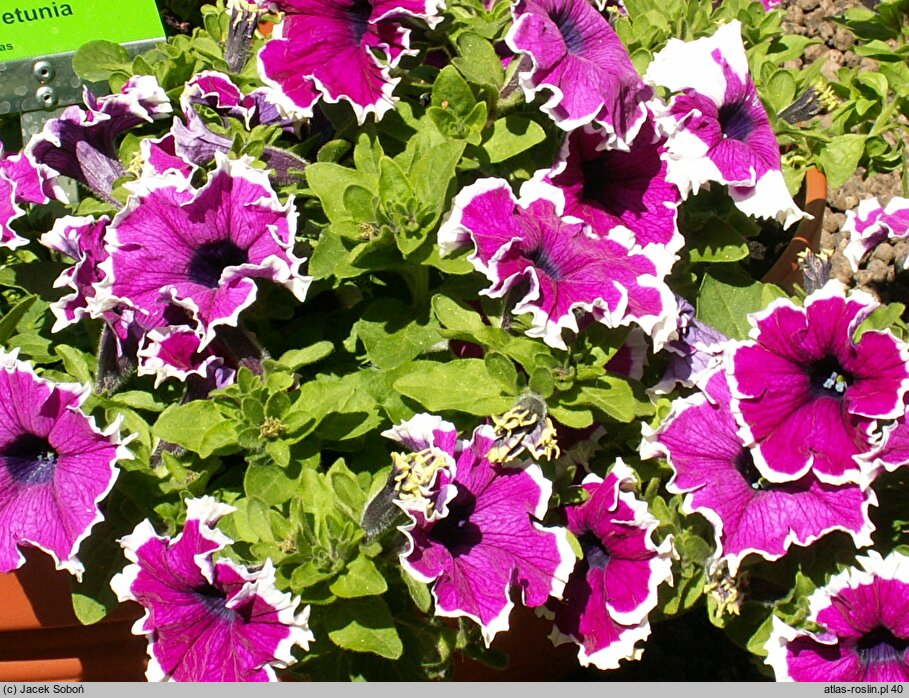 Petunia ×atkinsiana Bicolor