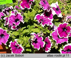 Petunia ×atkinsiana Bicolor