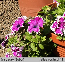 Petunia ×atkinsiana Bicolor