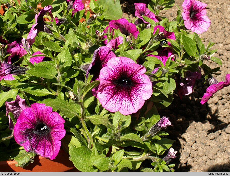 Petunia ×atkinsiana Merlot