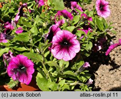 Petunia ×atkinsiana Merlot