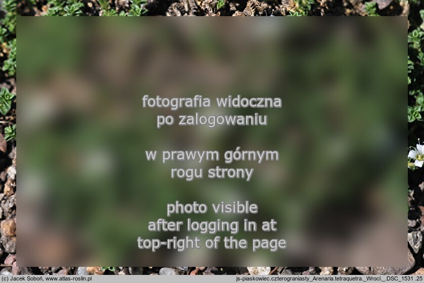 Arenaria tetraquetra (piaskowiec czterograniasty)
