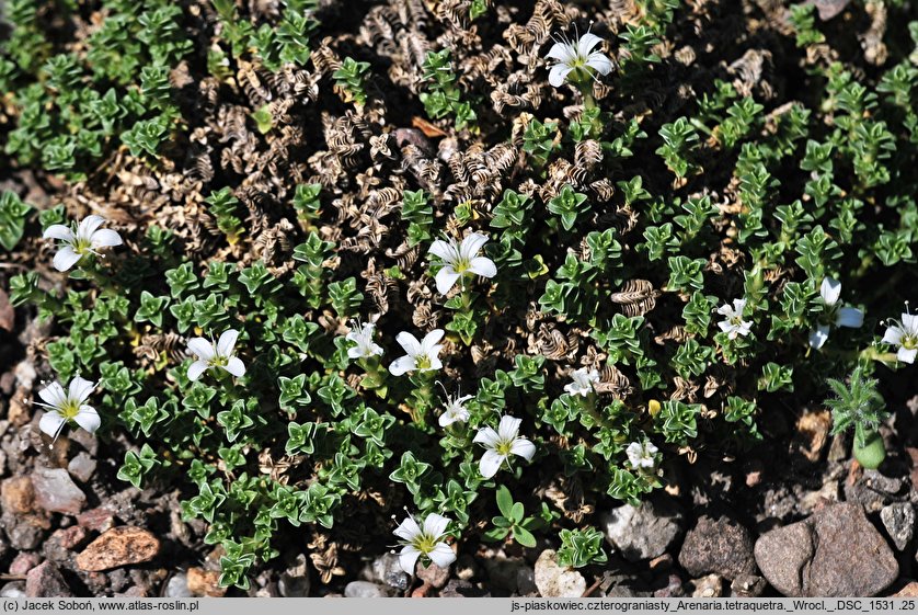 Arenaria tetraquetra (piaskowiec czterograniasty)