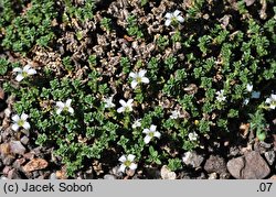 Arenaria tetraquetra (piaskowiec czterograniasty)