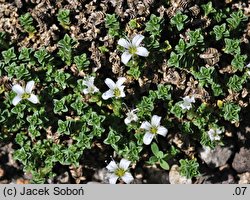 Arenaria tetraquetra (piaskowiec czterograniasty)