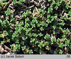 Arenaria tetraquetra (piaskowiec czterograniasty)