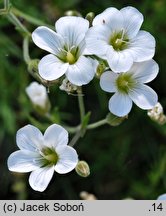 Arenaria kotschyana