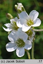 Arenaria kotschyana