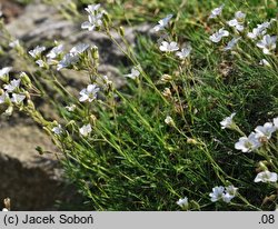 Arenaria kotschyana