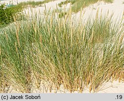 Ammophila arenaria