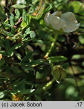 Potentilla fruticosa var. davurica