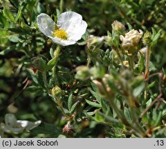 Potentilla fruticosa var. davurica