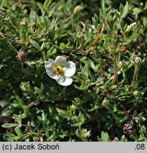 Potentilla fruticosa var. davurica