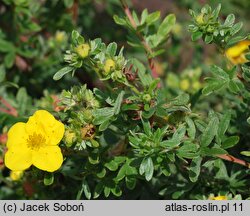 Potentilla fruticosa Dart's Golddigger