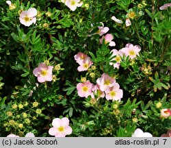 Potentilla fruticosa Floppy Disc