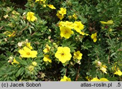 Potentilla fruticosa Goldteppich