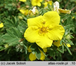Potentilla fruticosa Goldteppich