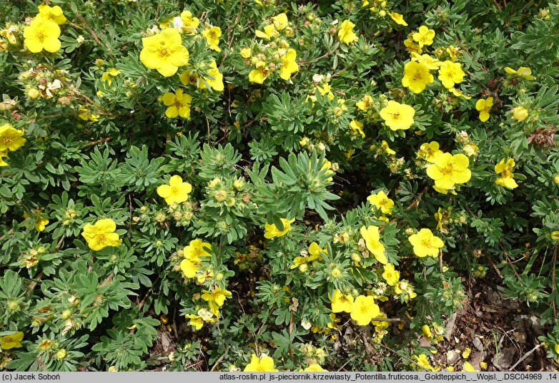 Potentilla fruticosa Goldteppich