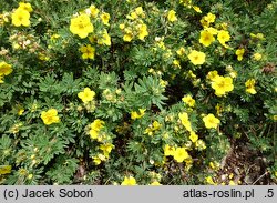 Potentilla fruticosa Goldteppich