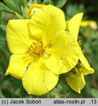 Potentilla fruticosa Goldteppich