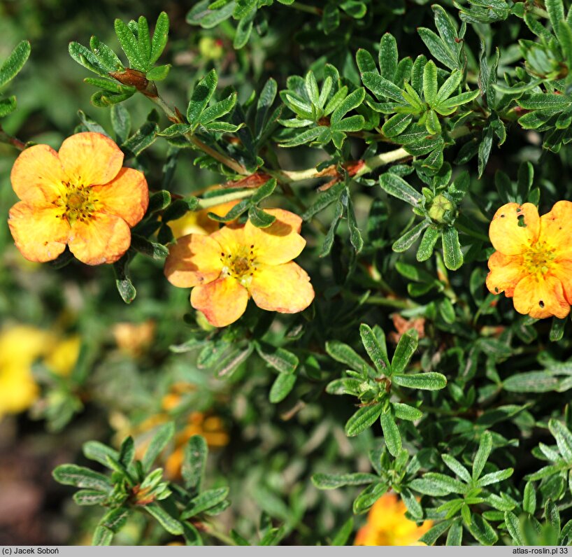 Potentilla fruticosa Marion Red Robin