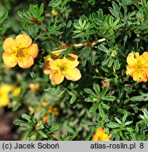 Potentilla fruticosa Marion Red Robin