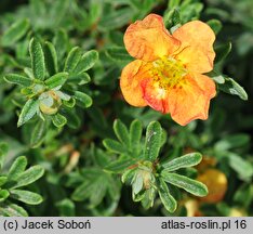 Potentilla fruticosa Marion Red Robin