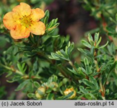 Potentilla fruticosa Marion Red Robin