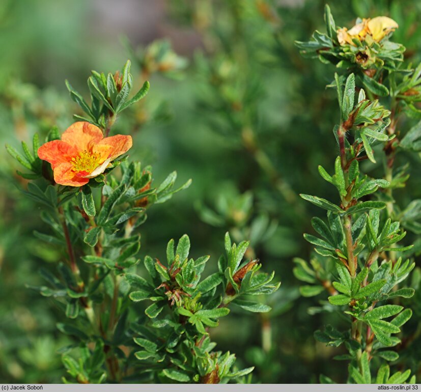 Potentilla fruticosa Red Ace