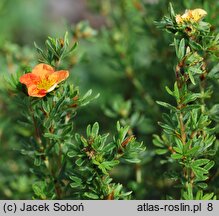 Potentilla fruticosa Red Ace