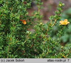 Potentilla fruticosa Red Ace