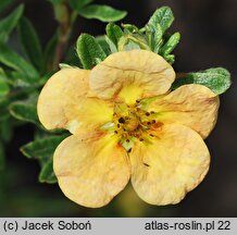 Potentilla fruticosa Red Ace