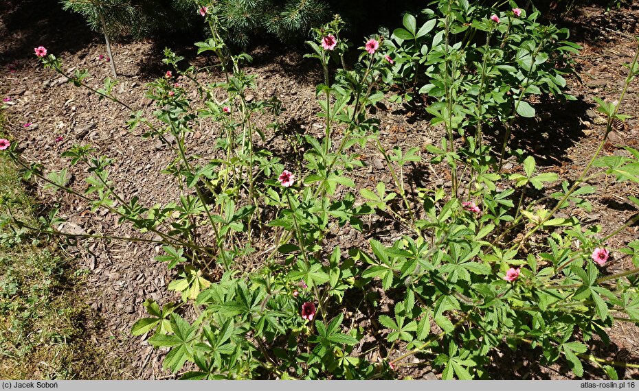 Potentilla nepalensis Helen Jane