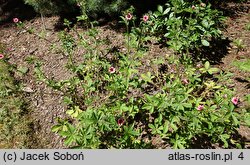 Potentilla nepalensis Helen Jane