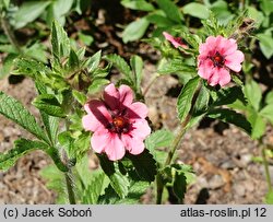 Potentilla nepalensis Helen Jane