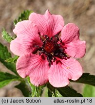 Potentilla nepalensis Helen Jane