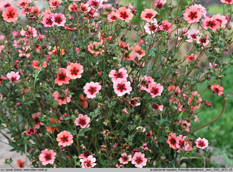 Potentilla nepalensis (pięciornik nepalski)