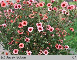 Potentilla nepalensis (pięciornik nepalski)