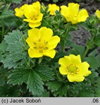 Potentilla megelantha (pięciornik wielkokwiatowy)