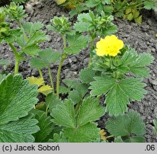 Potentilla megelantha (pięciornik wielkokwiatowy)