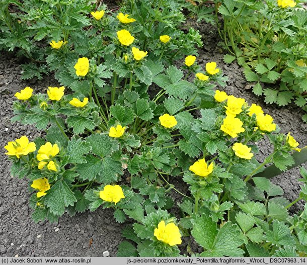 Potentilla megelantha (pięciornik wielkokwiatowy)