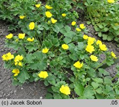 Potentilla megelantha (pięciornik wielkokwiatowy)