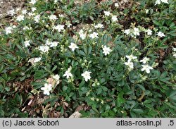 Potentilla tridentata Nuuk