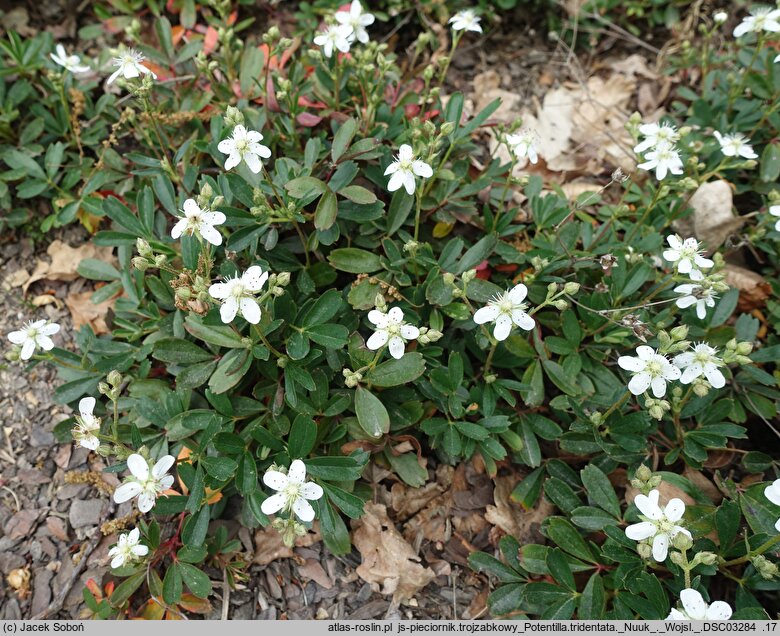 Potentilla tridentata Nuuk