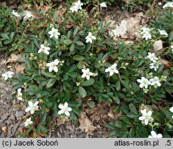 Potentilla tridentata Nuuk