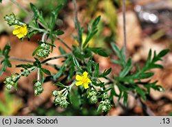 Potentilla impolita (pięciornik wygładzony)