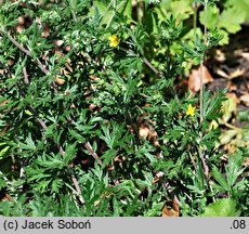 Potentilla impolita (pięciornik wygładzony)