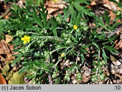 Potentilla impolita (pięciornik wygładzony)