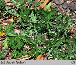 Potentilla impolita (pięciornik wygładzony)